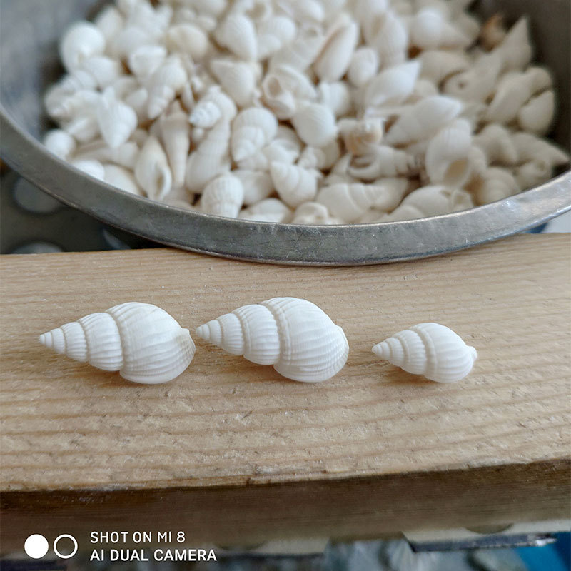 Natural Zeuxis & Nassarius She - огляд і ціна Marine Aquarium & Regional Centre Reviews